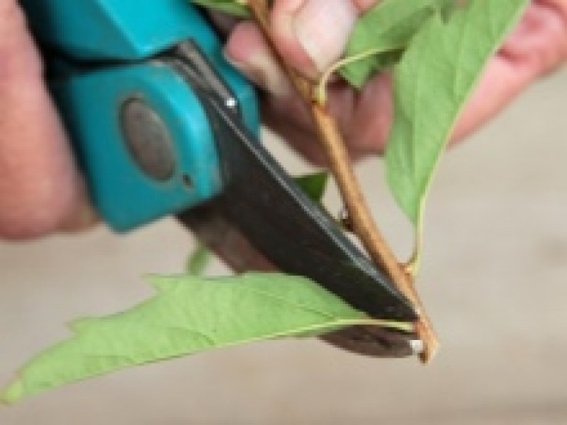 Спирея метельчатая черенкование. Спирея как размножить черенками летом. Черенки спирея серая. Черенкование спиреи летом. Черенки спиреи.