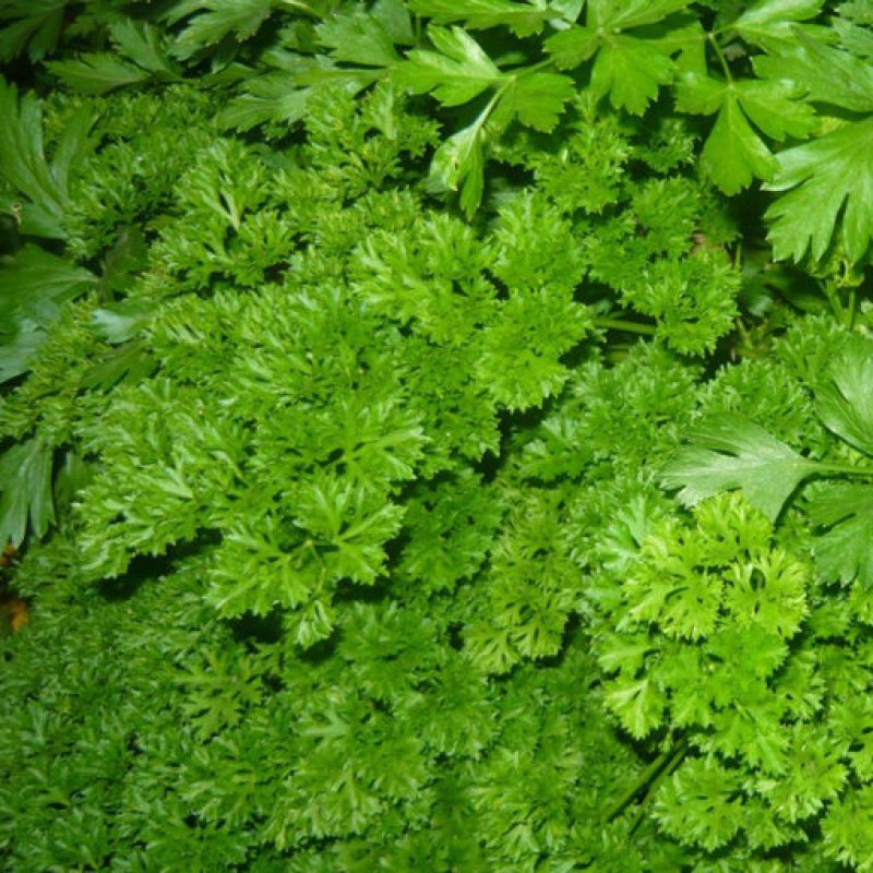 Петрушка листовая обыкновенная. Петрушка кучерявая. Петрушка кудрявая сорта. Зелень для здоровья. Петрушка листовая бриз.