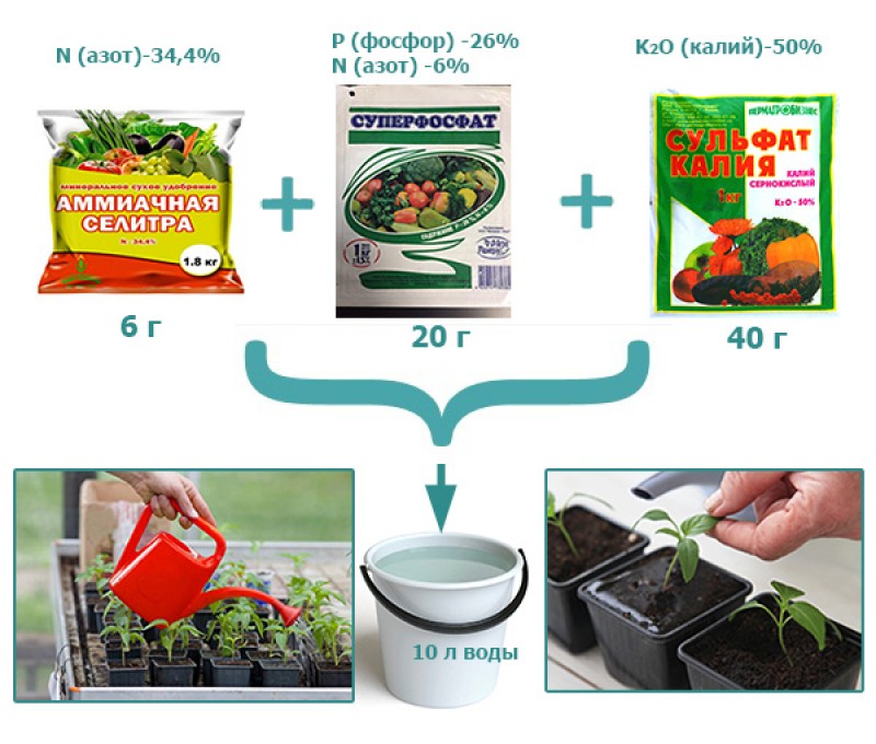 Чем можно полить рассаду перца. Удобрение для томатов азот,калий азот фосфор калий. Подкормка с калием для томатов и перцев. Схема удобрения рассады. Удобрение для рассады помидор.
