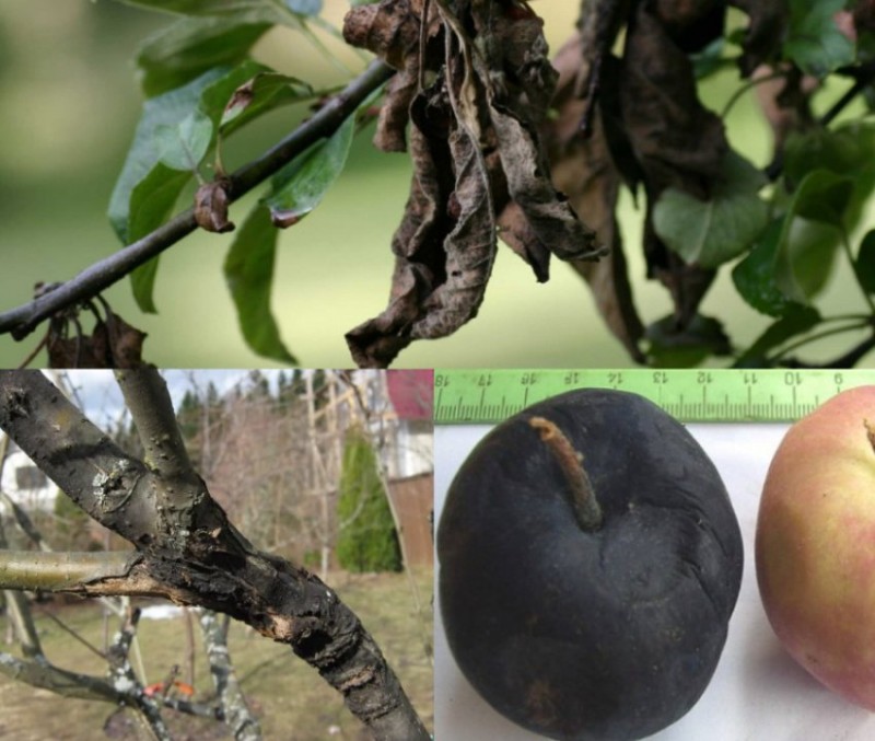 Заболевания коры яблонь фото и описания