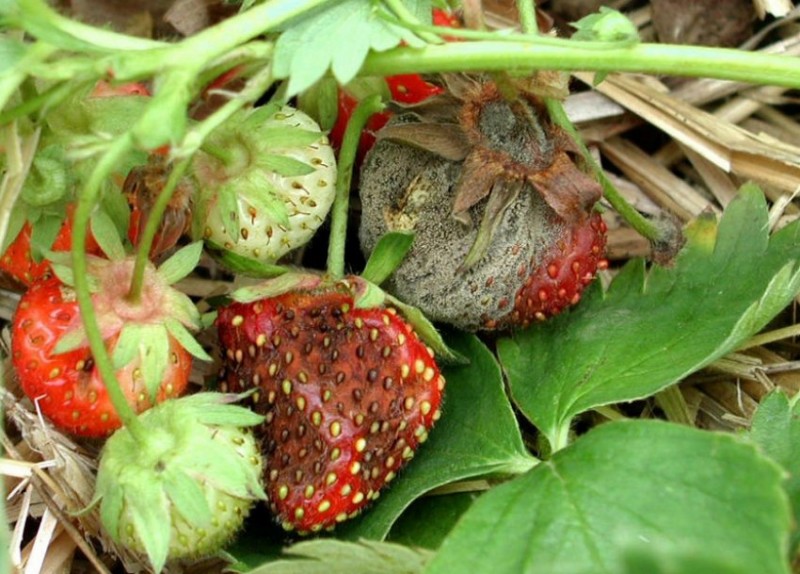 Заболевания клубники садовой фото и борьба с ними