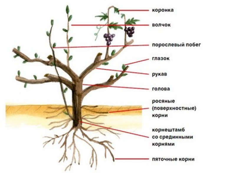 Части кустарника схема для детей