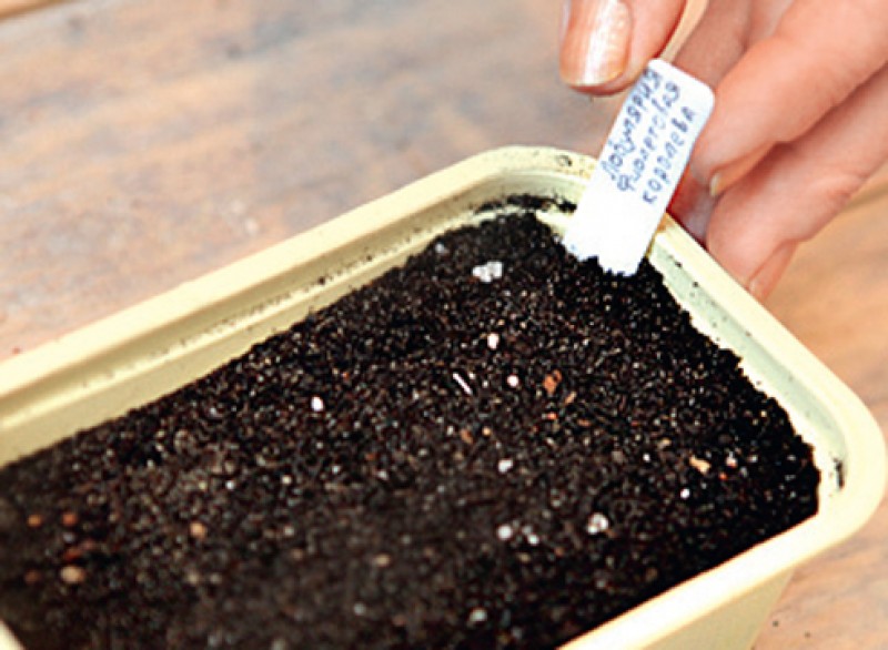 алиссум рассада. алиссум семена посадка на рассаду. алиссум рассада. алиссум пикировка рассады. алиссум рассада всходы.