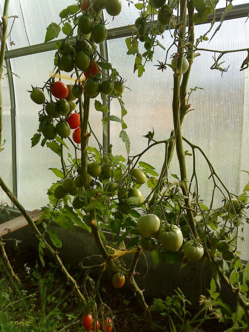 томат розовый снег фото.