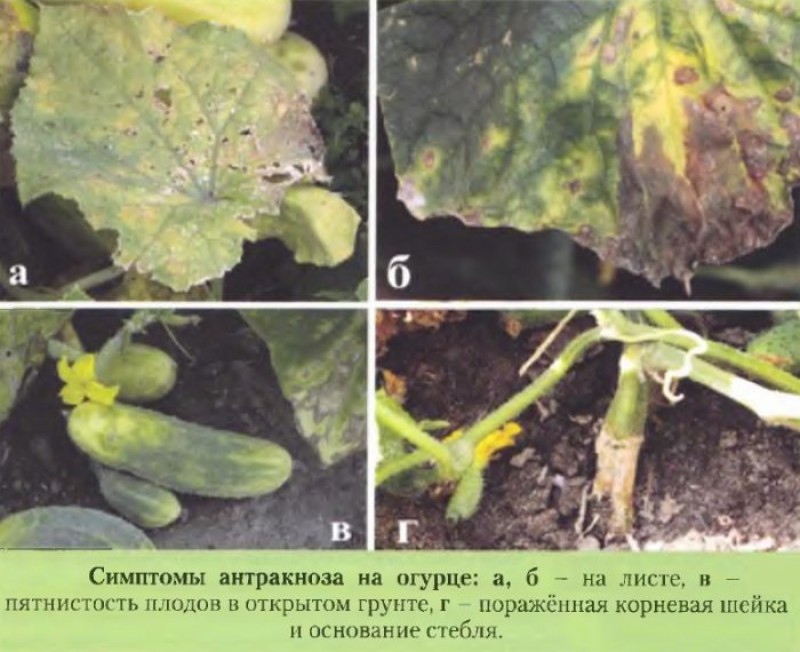 Болезни рассады огурца описание с фотографиями