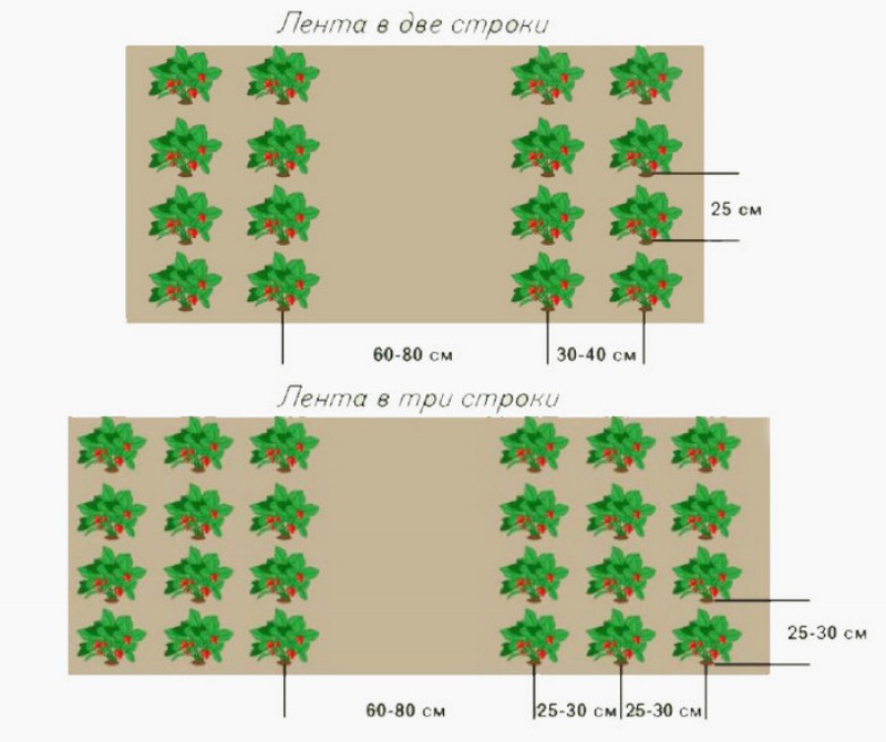 Ширина ряда. Схема посадки земляники в открытом грунте. Оптимальная ширина грядки под клубнику. Схема посадки земляники в открытом грунте в грядке. Схема посадки клубники на агроволокно.