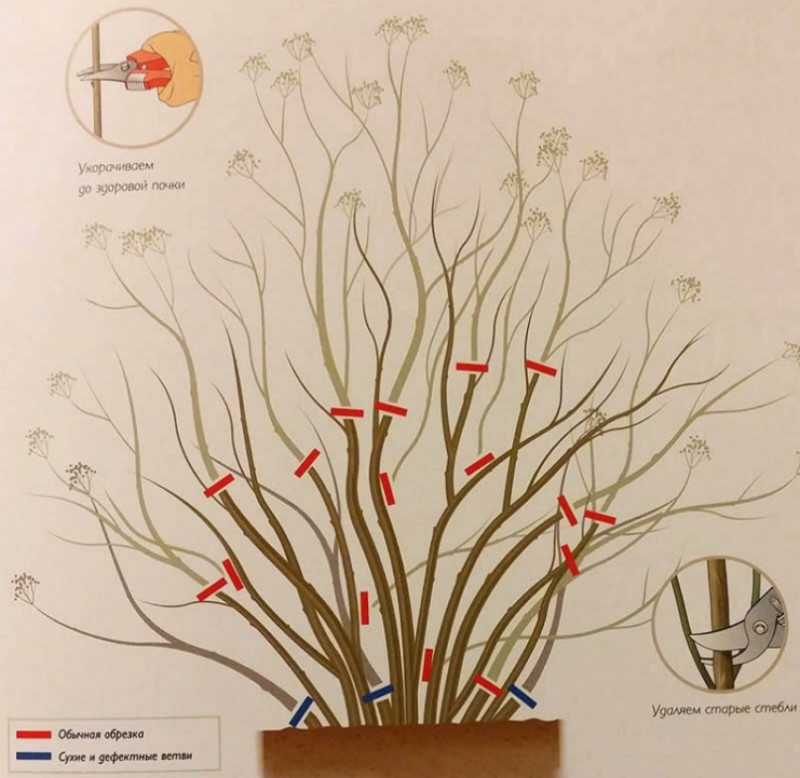 Обрезка спиреи весной схема
