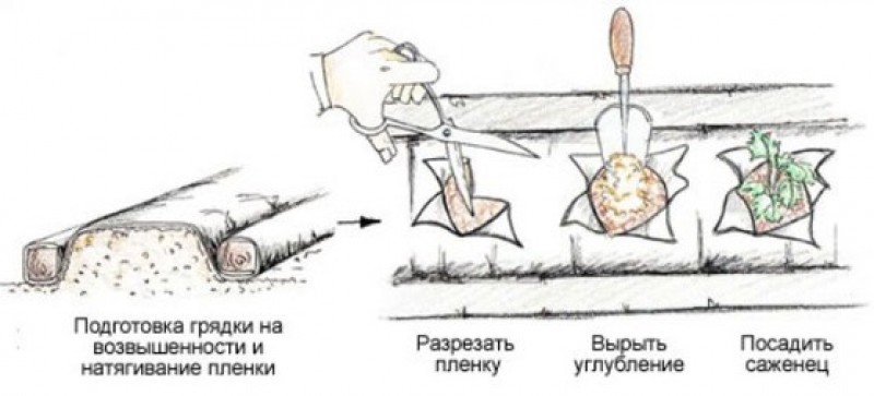 Схема посадки клубники на агроволокно под капельное орошение