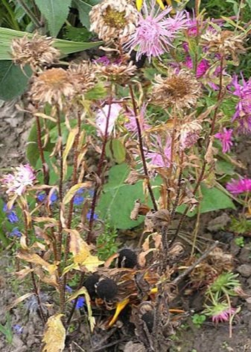 Фузариозное увядание астры. Фузариоз рассады астр. У астры скручиваются листья. Фузариоз астр. Болезни астр.