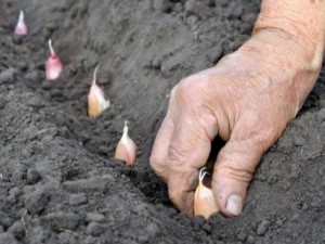 Тонкости посадки озимого чеснока