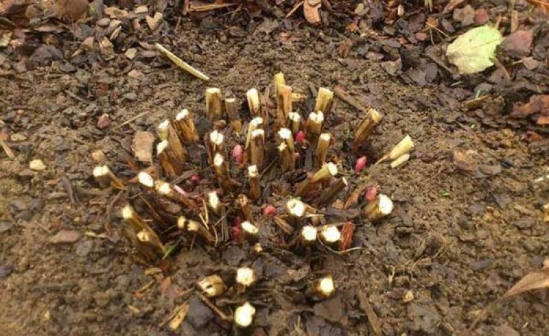 пионы уход после зимы. мульчирование пионов весной. древовидный пион отцвел. подготовка многолетних цветов к зиме. пионы уход после зимы.