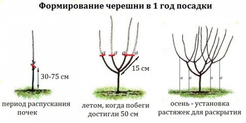 Подготовка саженцев и ямы для посадки