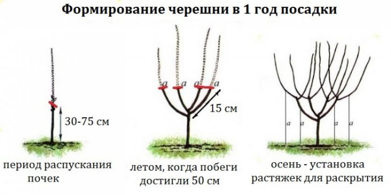 Схема посадки черешни