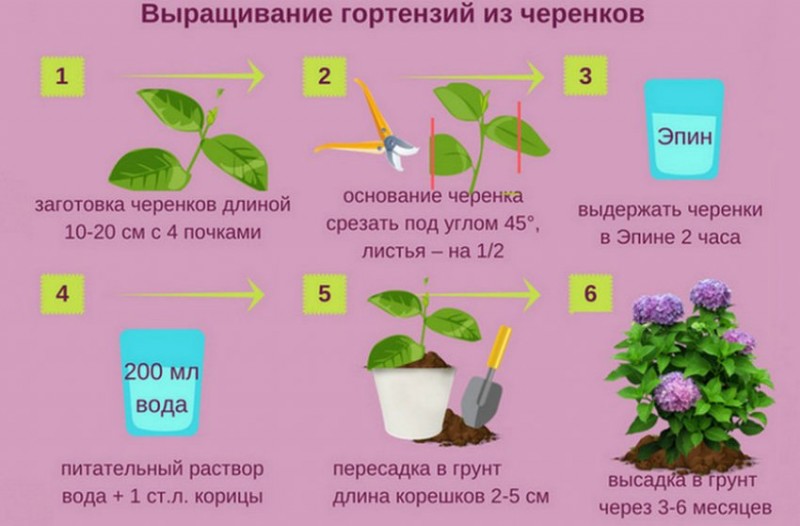Выращивание гортензии из черенков