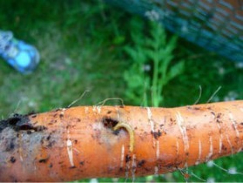 Личинка морковной мухи