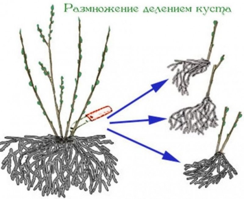 Деление куста - как способ размножения кустарника крыжовника