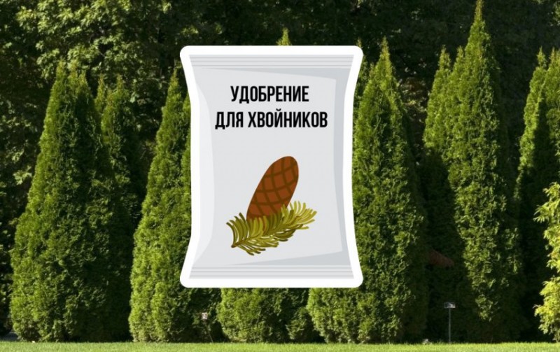 Чем подкормить хвойные весной