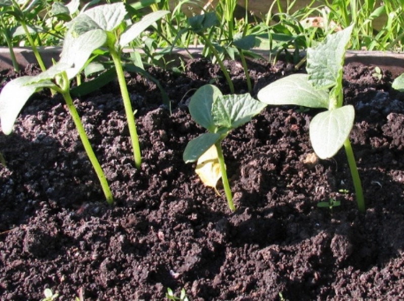 Высаживаем рассаду огурцов. Высадка огурцов в открытый грунт. Как правильно посадить рассаду огурцов. Высаживание рассады огурцов. Высаживание рассады огурцов в парник.