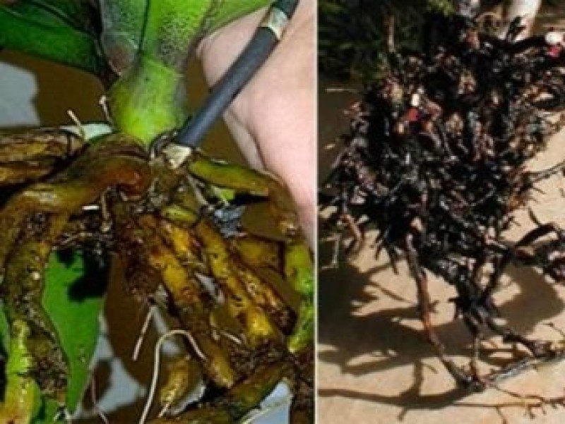 Питиум листовая гниль. Фузариоз перца. Фузариозное увядание антуриума. Фузариоз георгин. Корни цветов гниют.