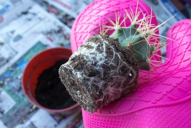 Как правильно пересадить кактус. Пересадить кактус в горшок. Пересаживание кактусов. Кактус цереус микс. Пересадить кактус в другой горшок.