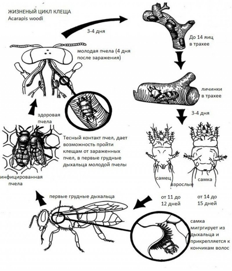 Цикл развития пчеломатки схема