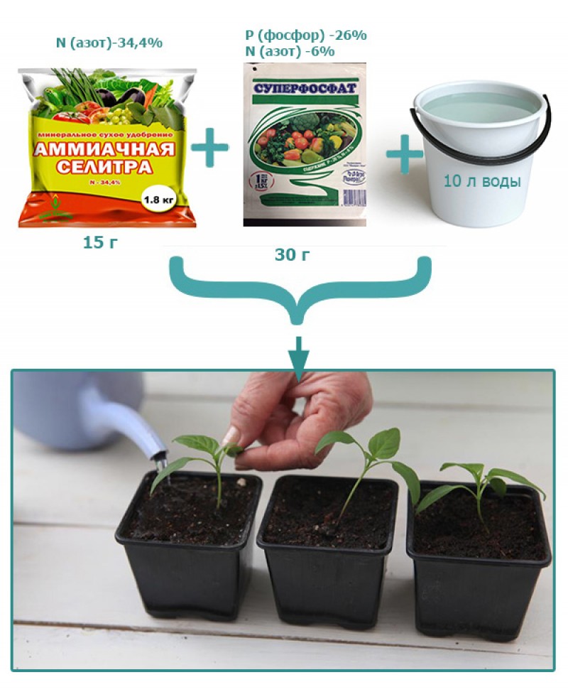 Чем можно подкормить рассаду перца и помидор
