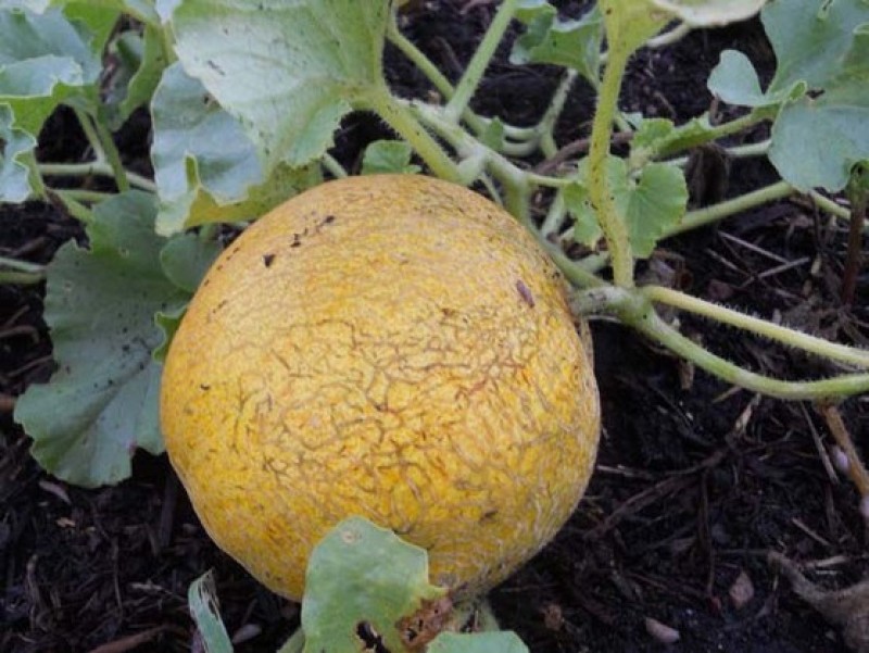 Где растет дыня на дереве или на земле. Как узнать когда созрела дыня. Дыня колхозница узбекистан. Дыня гуляби. Как определить спелость дыни.
