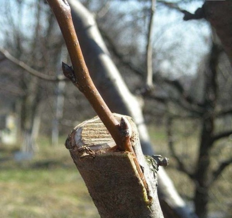 Прививка яблони за кору весной