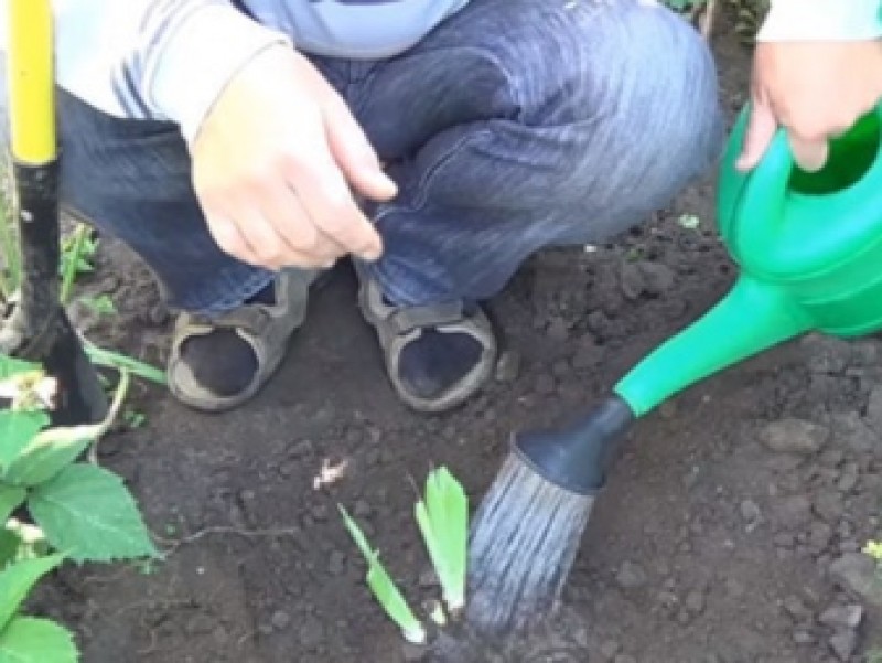 ирисы мульчирование. полить ирис. ирисы мульчирование. ирисы полив. полив ирисов.