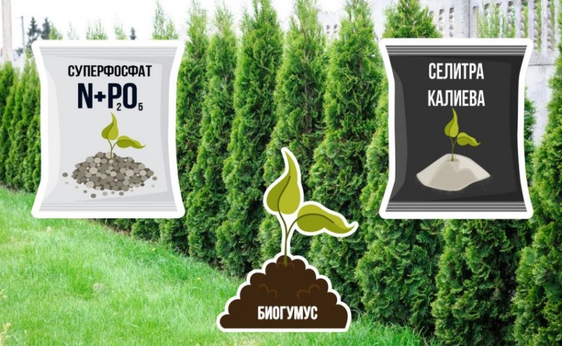 Чем подкормить хвойные весной