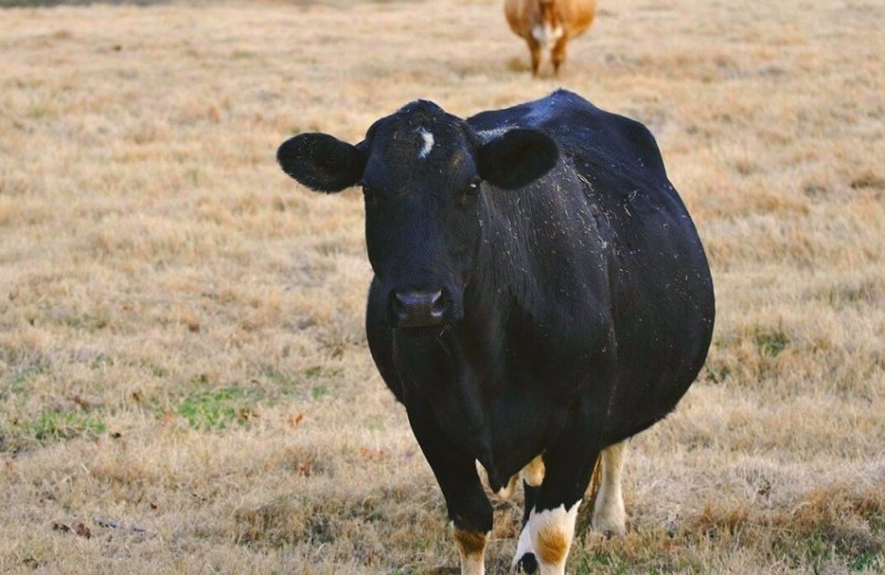 Корова