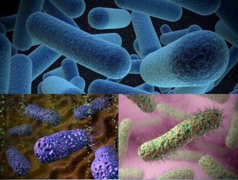 Большинство бактерий можно увидеть. Аэробы и анаэробы микроорганизмы. Бактерии аэробы и анаэробы. Микробы анаэробы. Бактерии аэробы.