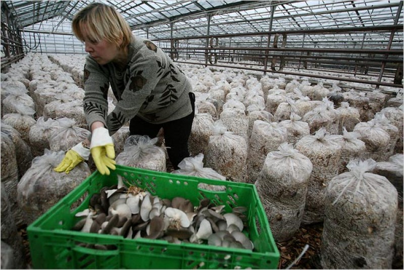 Выращиваем грибы шампиньоны в теплице. Теплица для грибов круглый год. Грибы вешенка в теплице. Тепличные грибы вешенка. Ооо воронежский шампиньон.