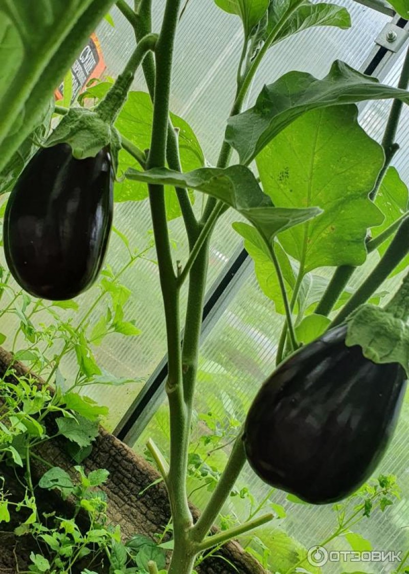 Баклажан черный красавец satimex. Семена баклажан черный красавец. Баклажан сорт черный красавец. Сорт черный красавец. Баклажан черный красавец семена алтая.