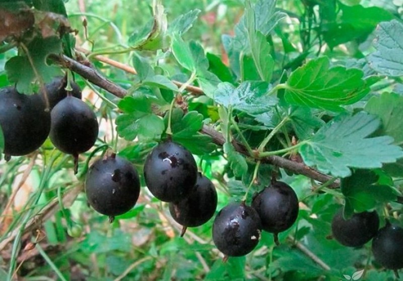 Крыжовник черный принц. Негус крыжовник куст. Крыжовник бесшипный консул. Крыжовник сорт «черный негус». Сорт крыжовника негус.