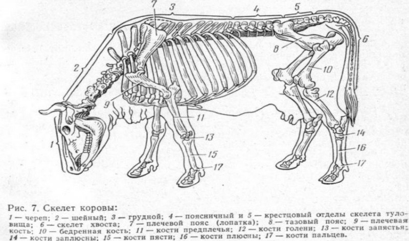 Скелет коровы рисунок