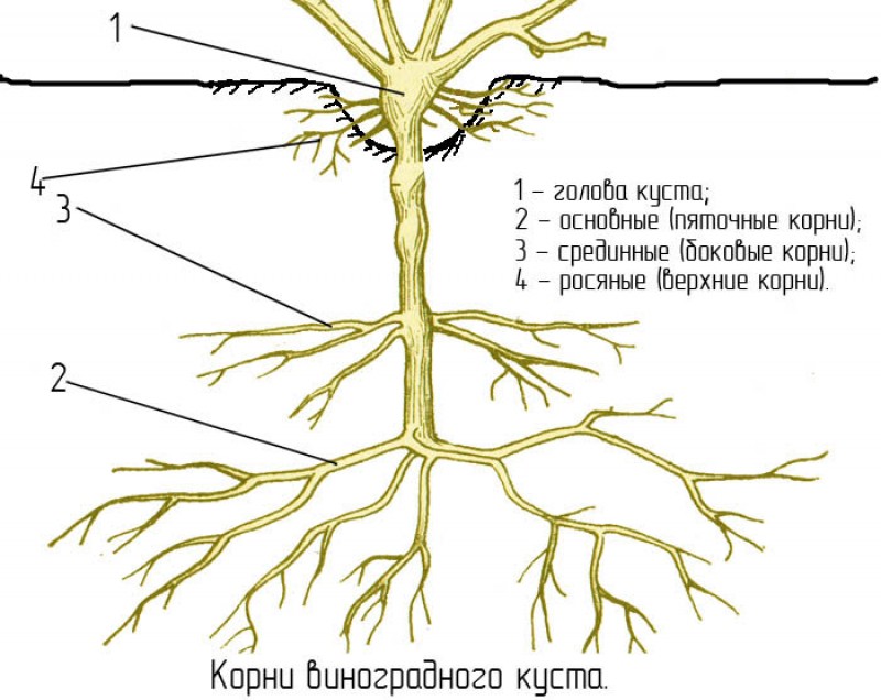 Какая корневая система у винограда фото