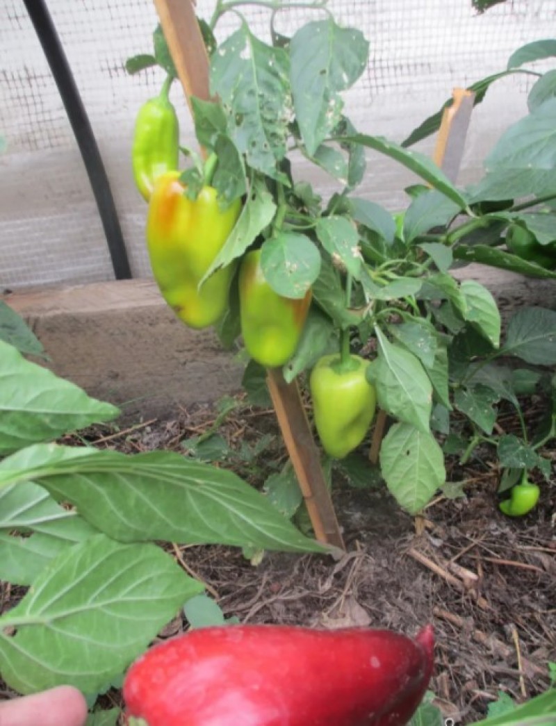 Кусты сорта Сибирский формат