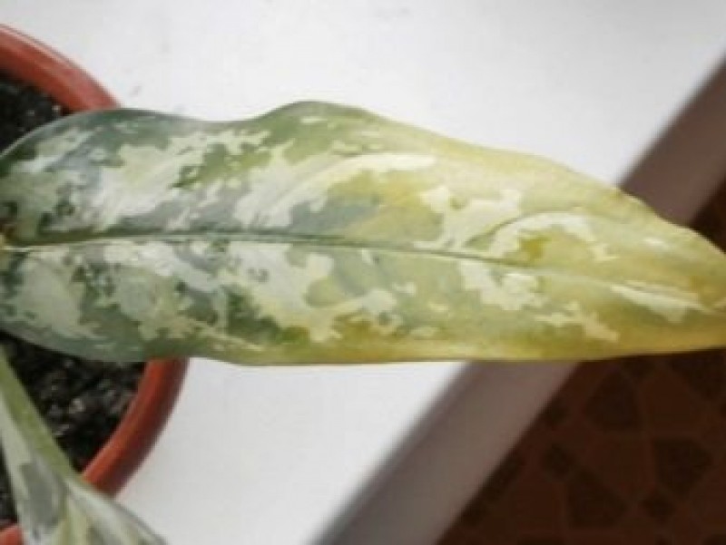 мучнистая роса на аглаонема. аглаонема цветок листья скручиваются. бактериоз аглаонема. желтые пятна на аглаонема. аглаонема вредители.