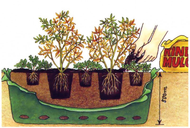 Как правильно садить голубику. Корневая система голубики садовой. Голубика Садовая посадка. Схема посадки голубики садовой. Рододендрон размножение отводками.