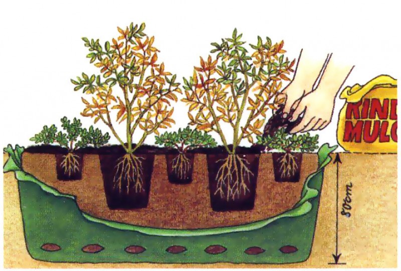 Схема посадки голубики высокорослой