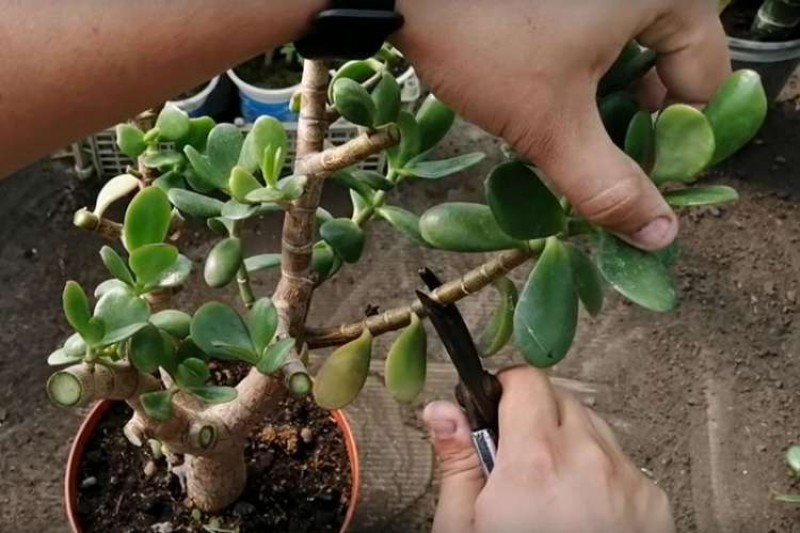 Бонсай корни толстянки. Толстянка побег. Загнивание ствола толстянка. Обрезка крассулы толстянки. Денежное дерево толстянка ствол.