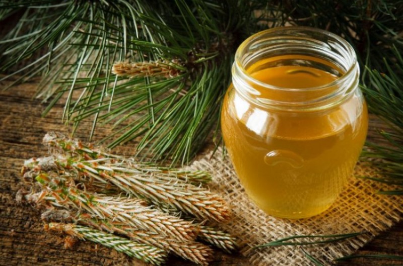 Сироп из сосновых шишек