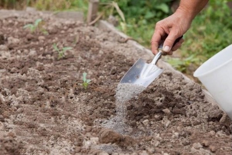 Нужно ли поливать семена. Полив рассады томатов. Нужно ли поливать семена. Грунт для посадки рассады. Подготовка почвы для рассады.