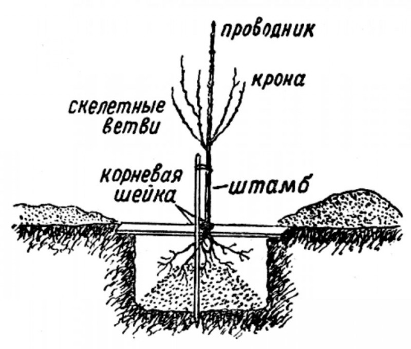 Схема посадки вишни