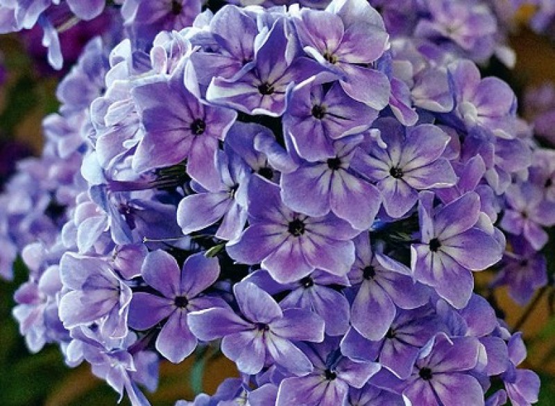 флоксы людмилы федотовой