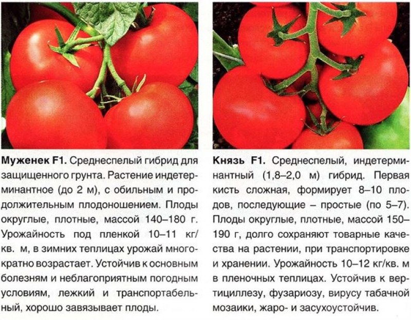 Томаты сорта и описание с фото