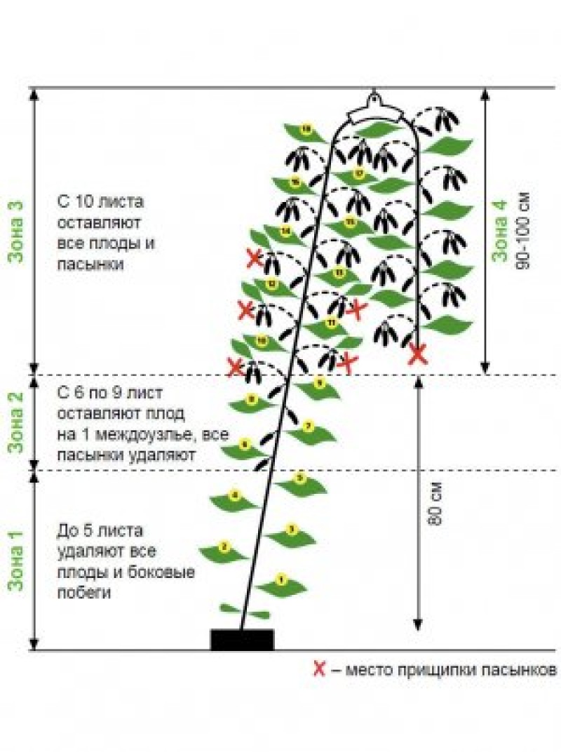 Какой высотой вырастает. Формирование огурцов в теплице в один стебель схема. Схема пасынкования огурцов. Пасынковать огурцы в теплице пошагово. Формирование огурцов в теплице ф1.