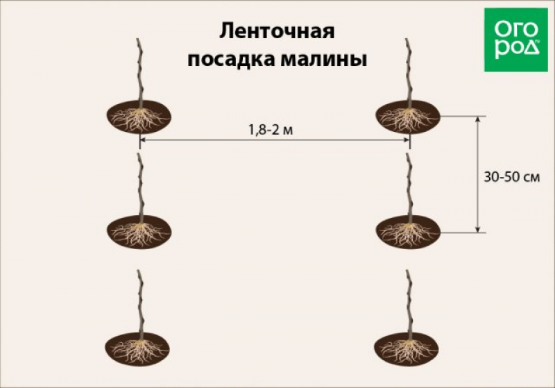 Схема посадки малины. Посадка малины схема посадки. Ленточный посев. Схема посадки малины в открытом.