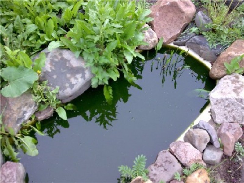 Как сделать пруд из ванны. Прудик из ванны на даче. Пруд на даче из старой ванны. Как сделать пруд из ванны. Прудик на даче.